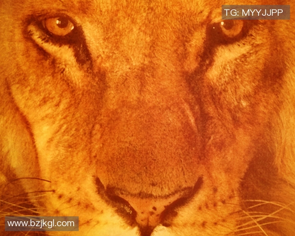 南非篮球联赛总决赛收视惨淡